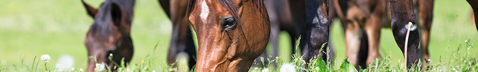 deworming