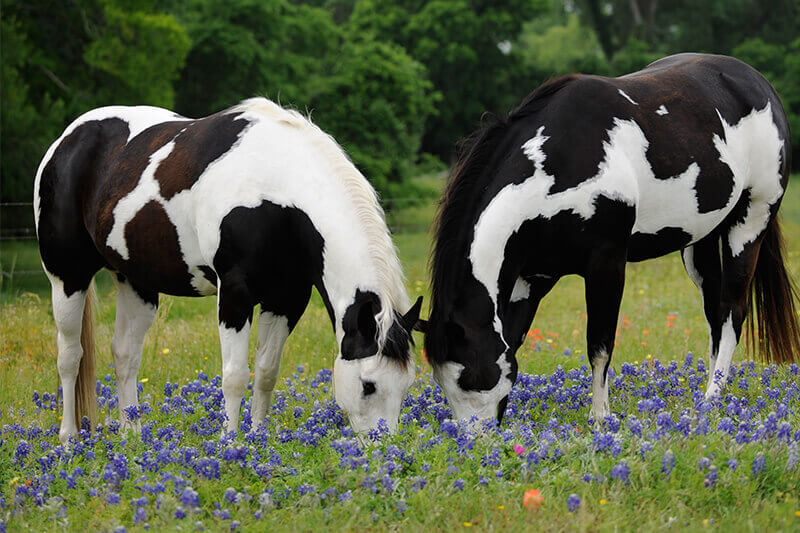 Horses eating wild flowers