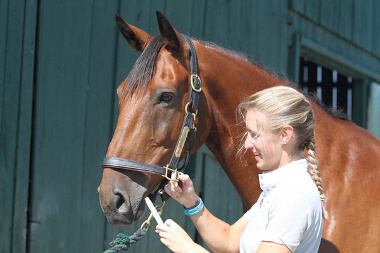 woman deworming a horse