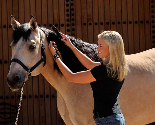 woman brushing horse mane