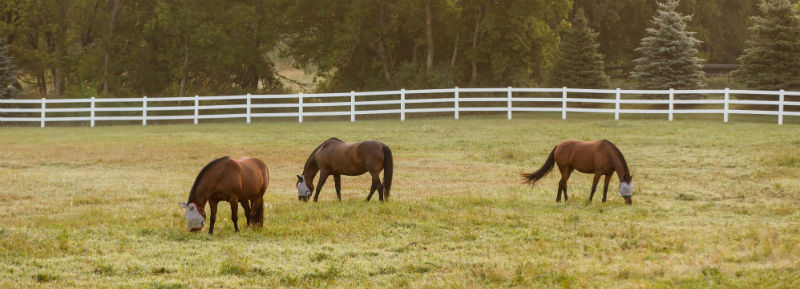 Pastured horses wearing SuperMask Fly mask