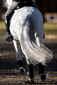 rider on horse, view of hooves