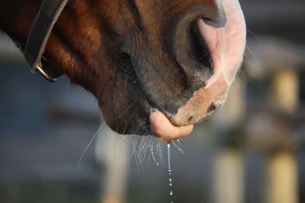 drinking horse
