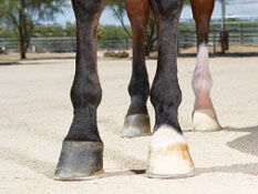 nutrition-and-a-horses-hoof