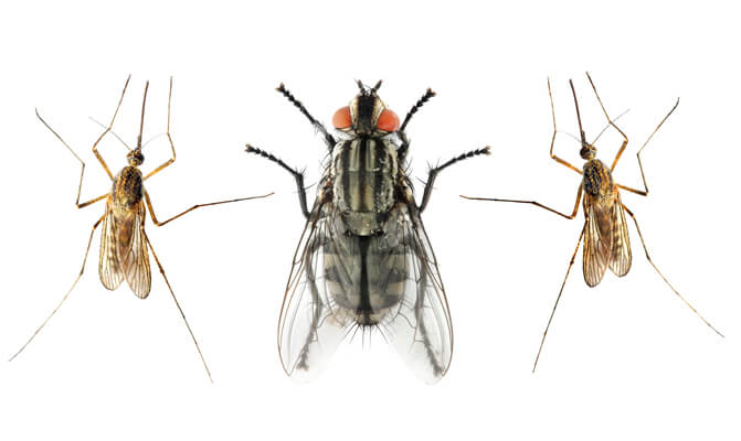 mosquito and fly