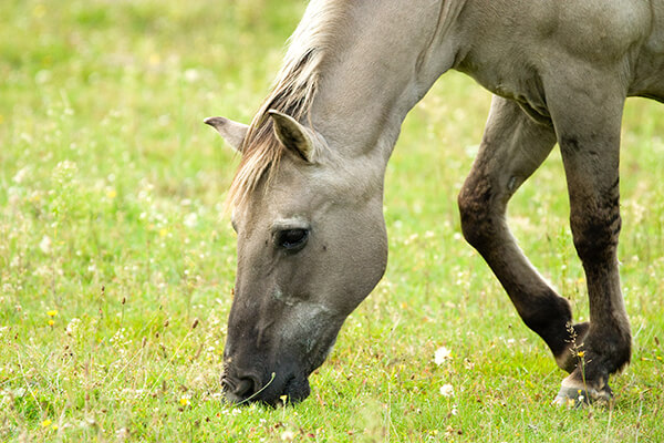 horse grazing