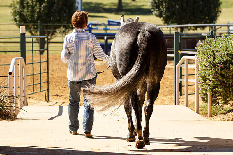 woman leading horse