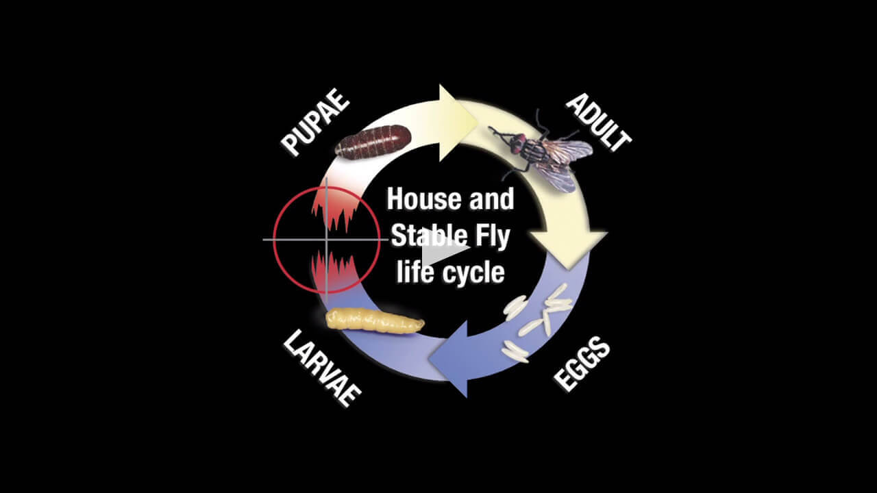 ultimate-horse-care---feed-thru-fly-control