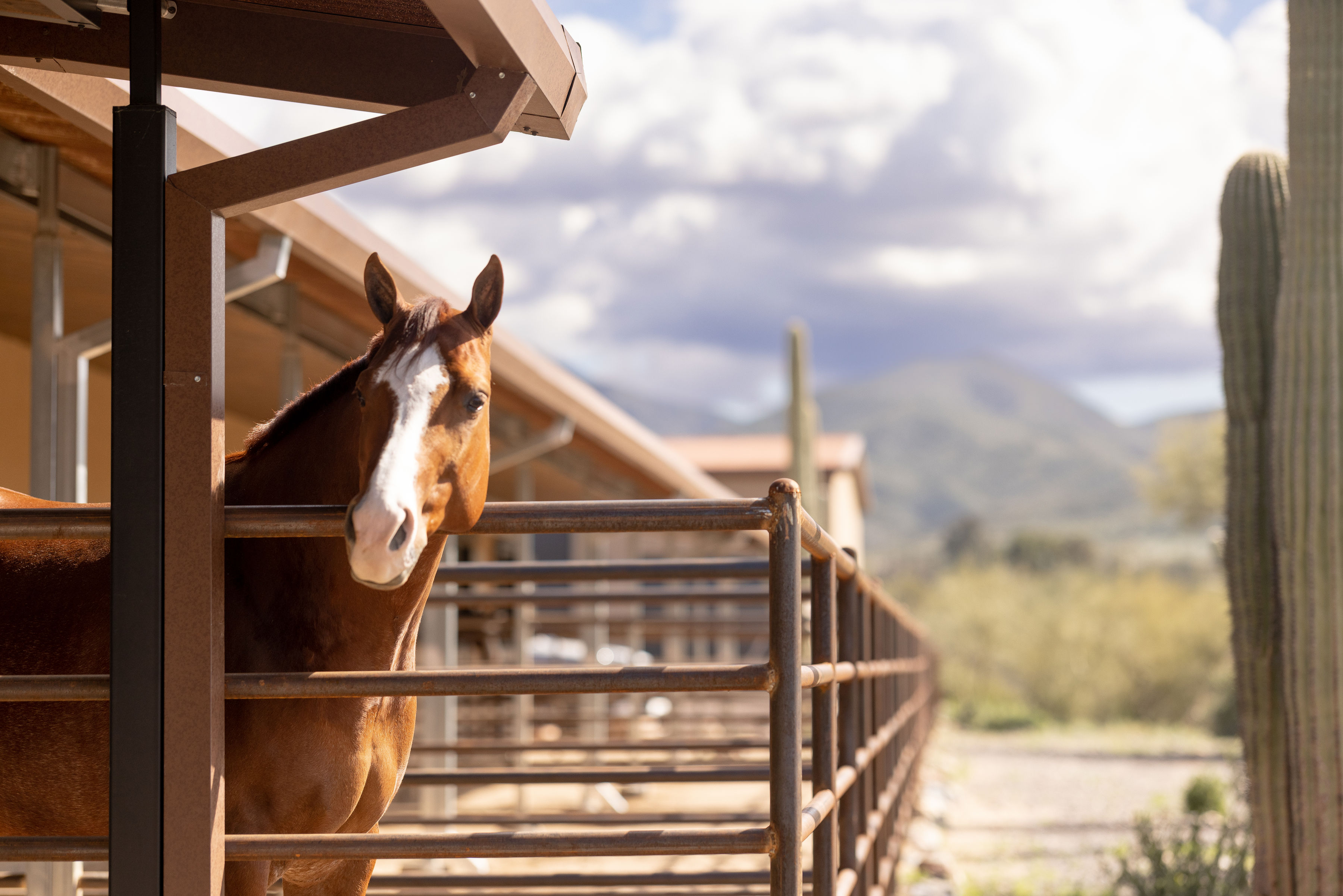 bees-and-your-horse-header