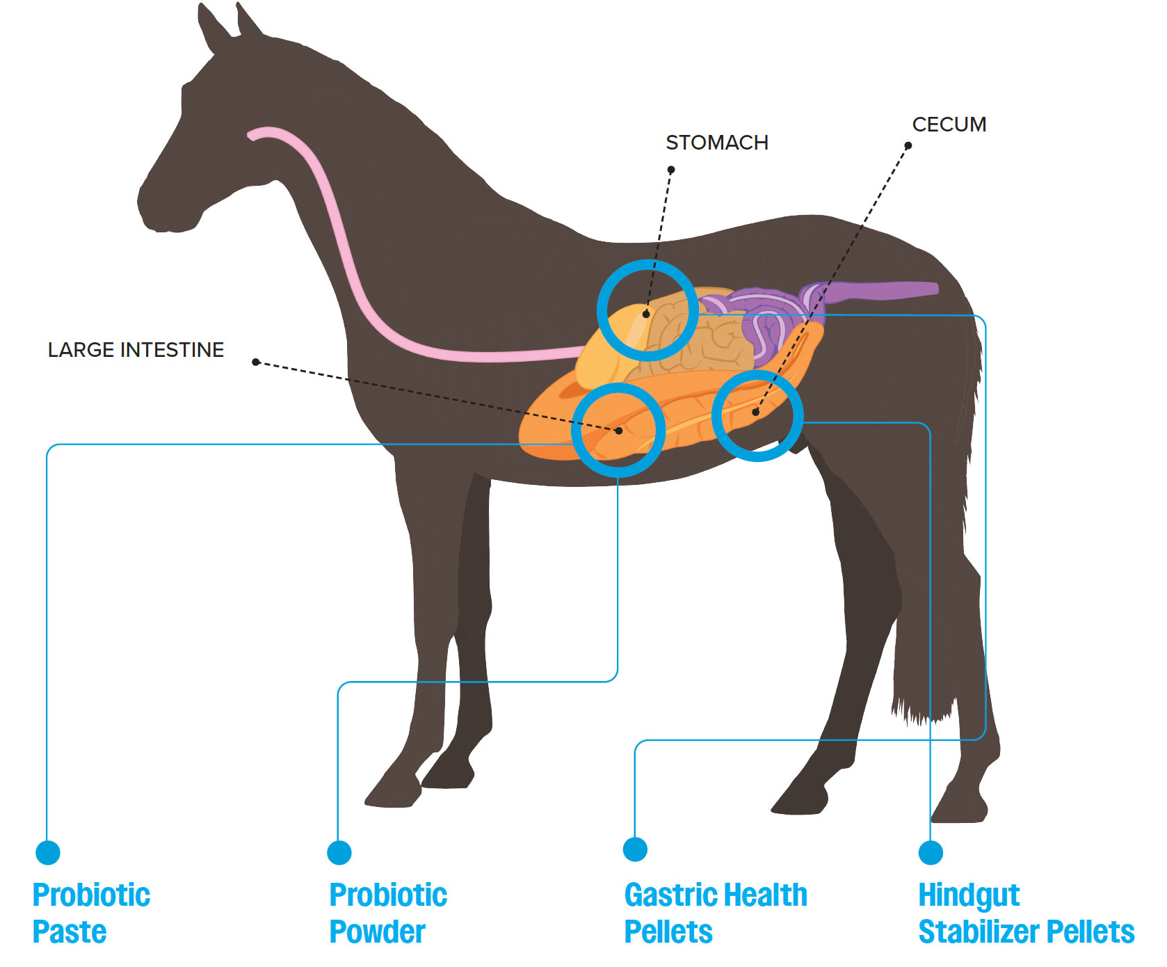 equine-gut-and-digestive-health-needs-l