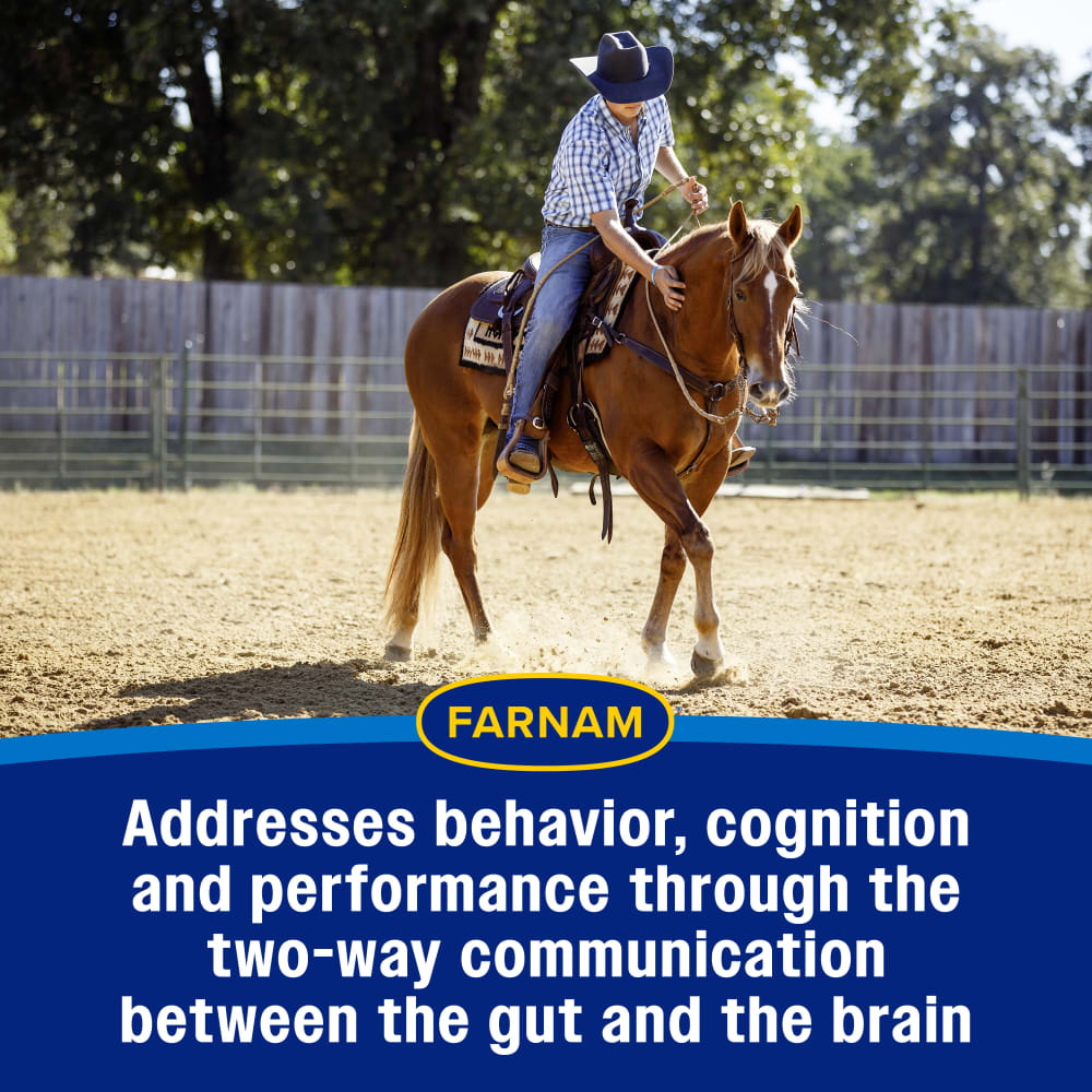 Address behavior and performance between the gut and the brain