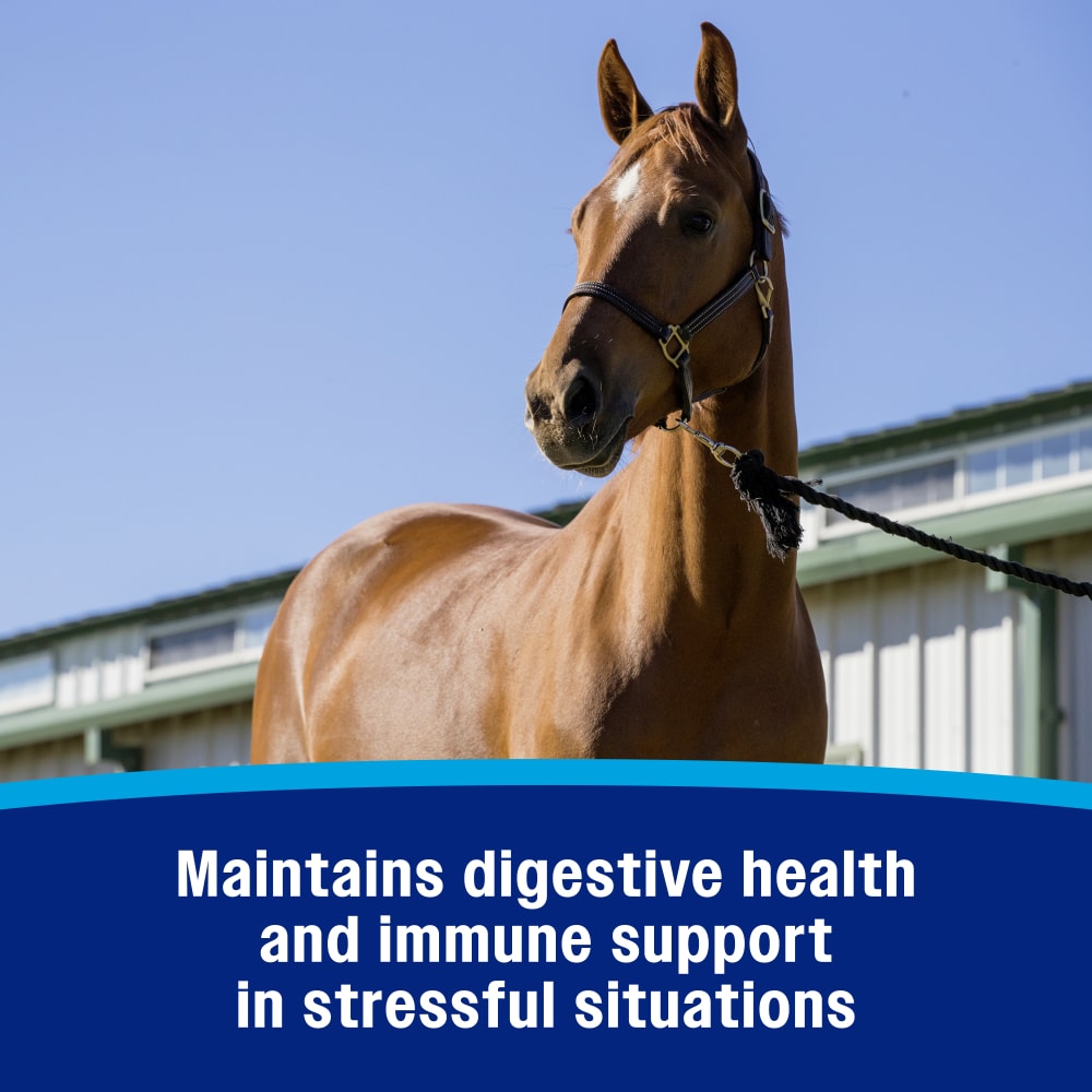 Farnam probiotic paste maintains digestive health and immune support in stressful situations
