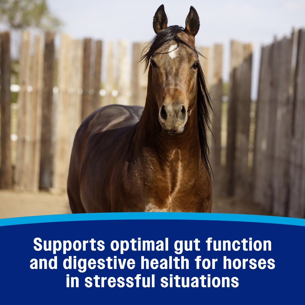 Farnam gastric health pellets support gut function and digestive health for horses