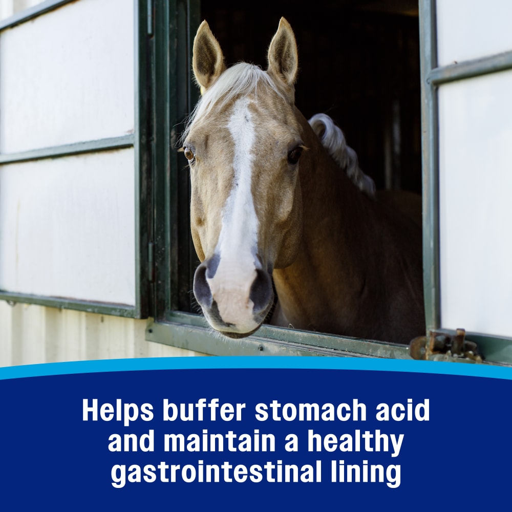 Helps buffer stomach acid and maintain a healthy gastrointestinal lining