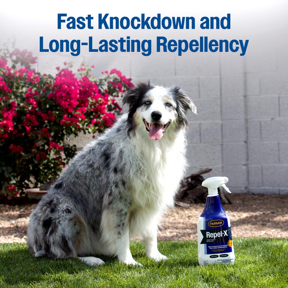 Australian shepherd dog outdoors next to Repel-X RTU spray bottle