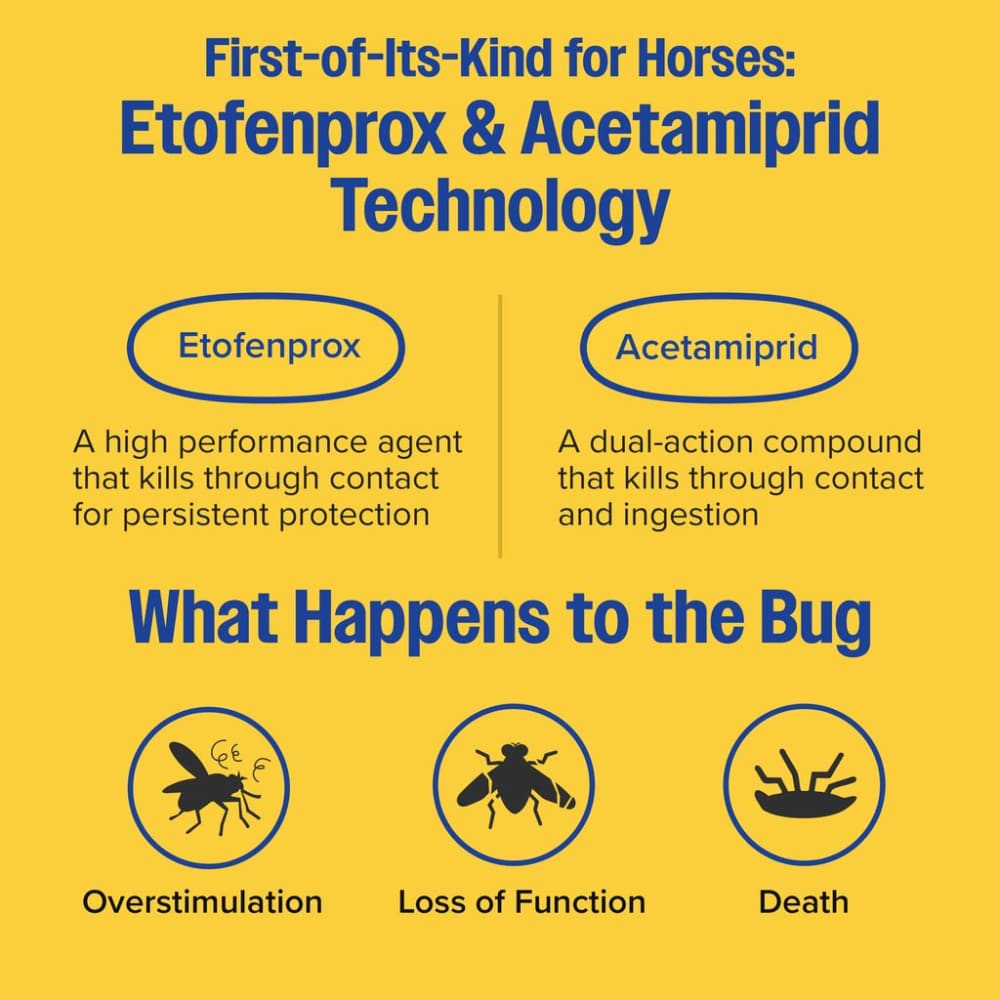 new-bug-diagram
