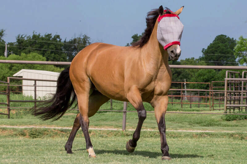 Farnam Young Horseman Anthony Luna riding Calvin