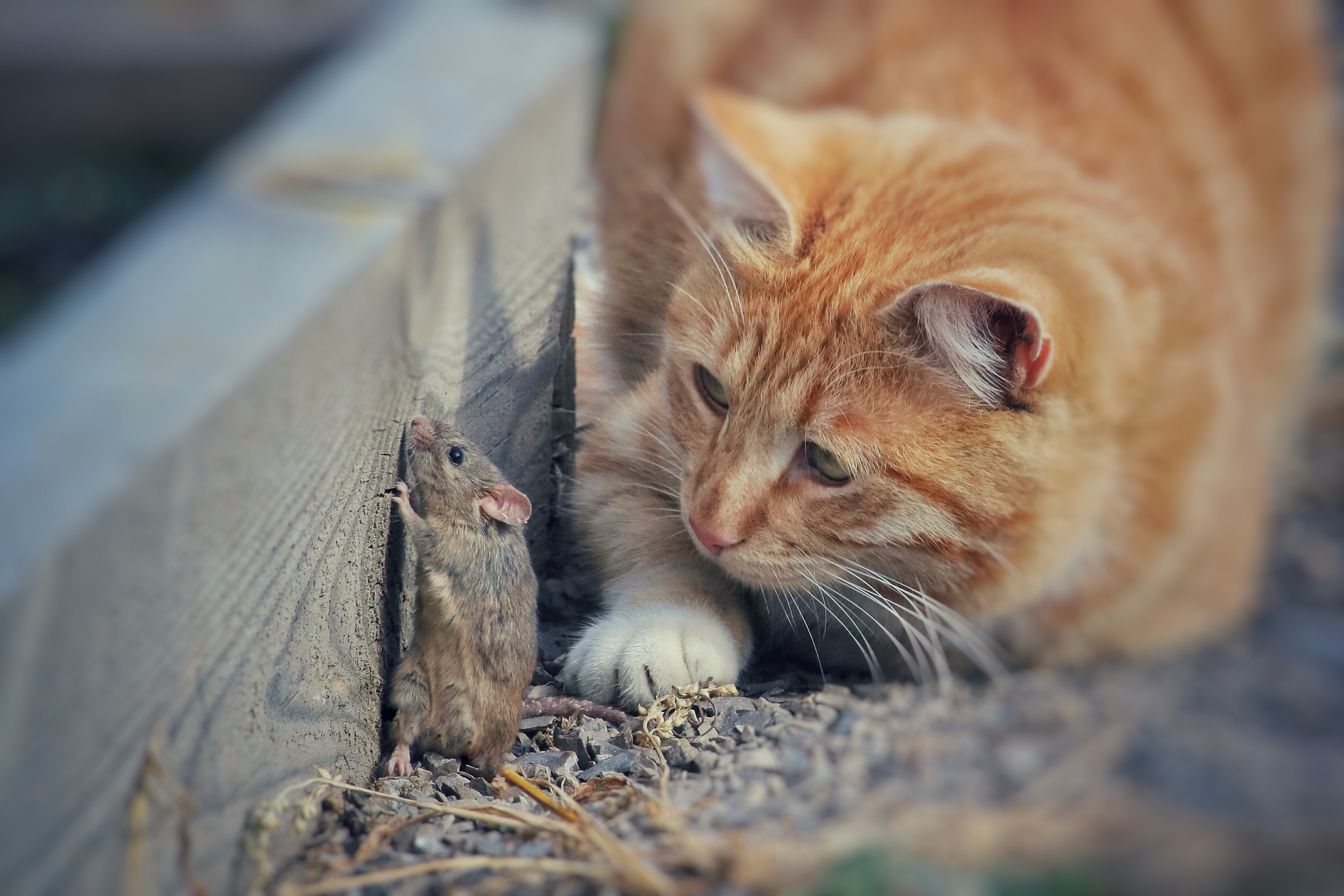 Mice Control in Barn