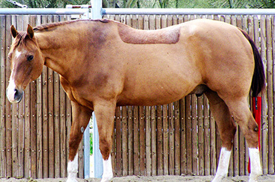 senior-horse-care-your-older-horses-changing-diet