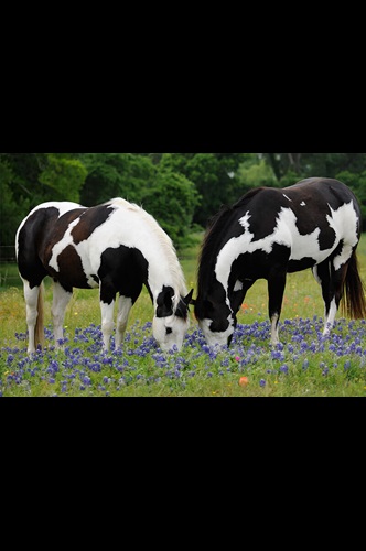 Horses eating wild flowers