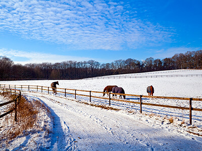 horses in snowy pasture