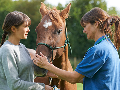 vet tending to a horse