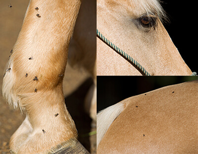 insects on horse