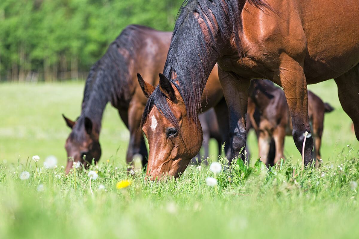 horses grazing