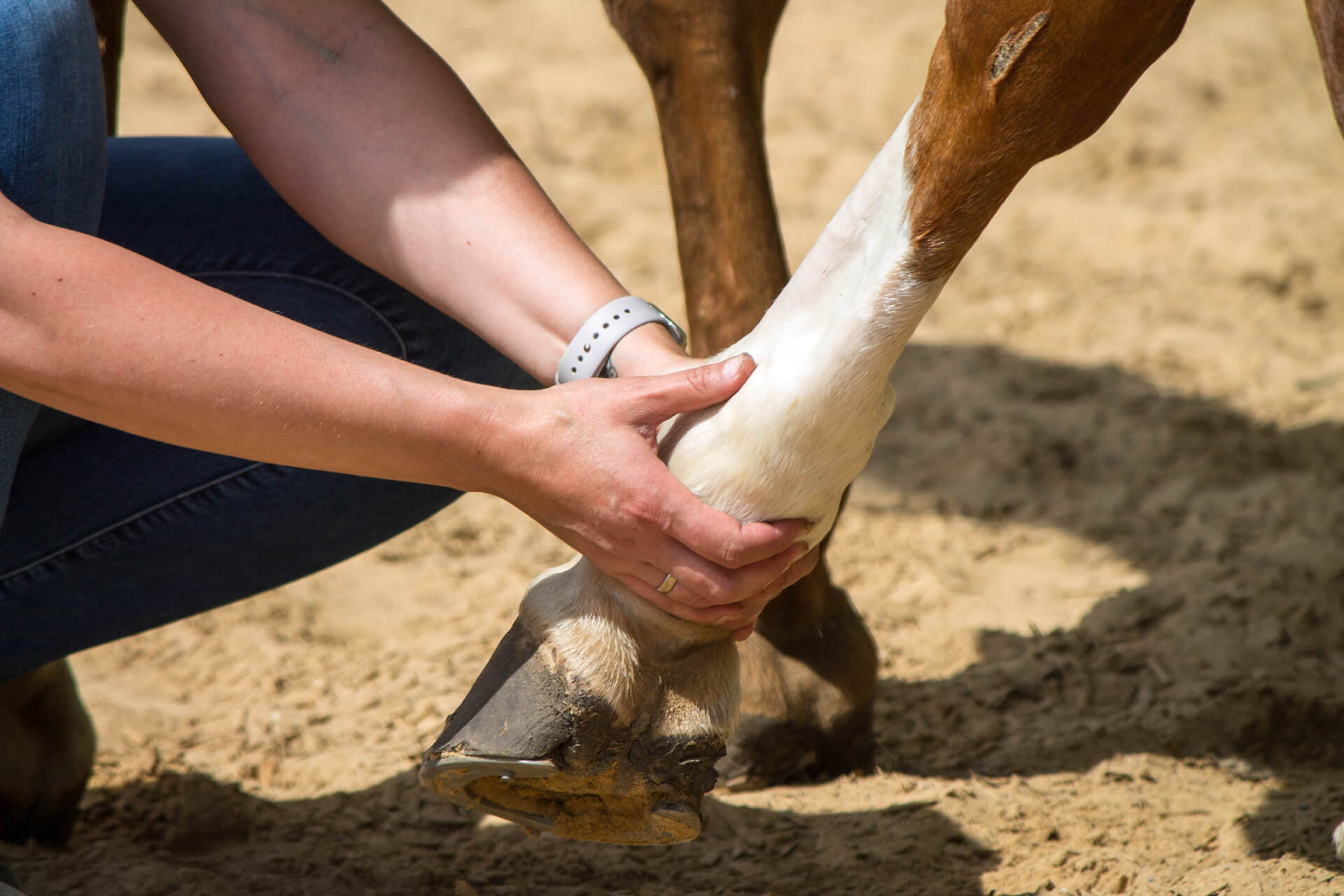 physical therapy for horse,