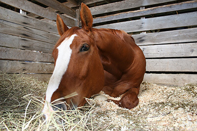 horse eating hay in barn