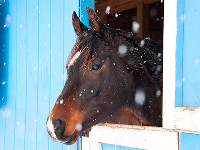 horse in stable during winter