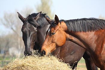 horses eating hay
