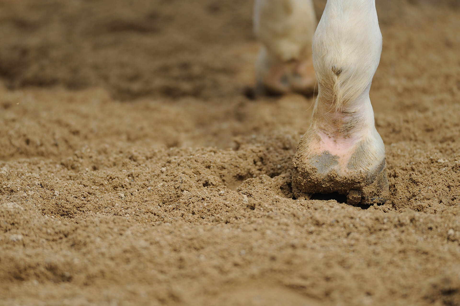 horse heel with scratches