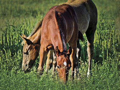 horses turned out grazing