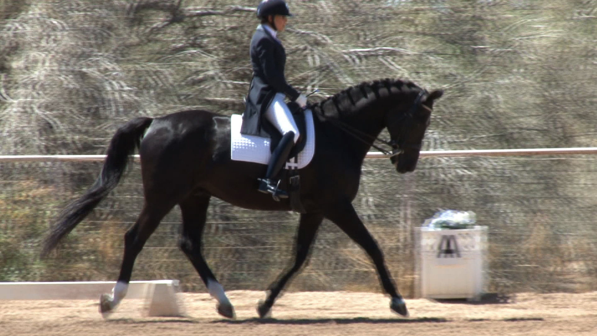 dressage horse riding