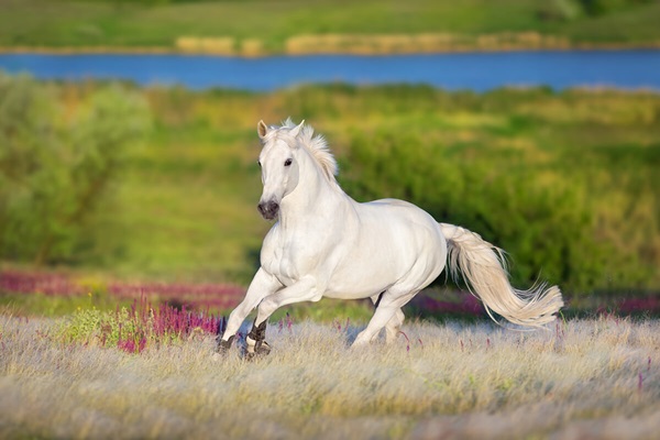 white horse in field