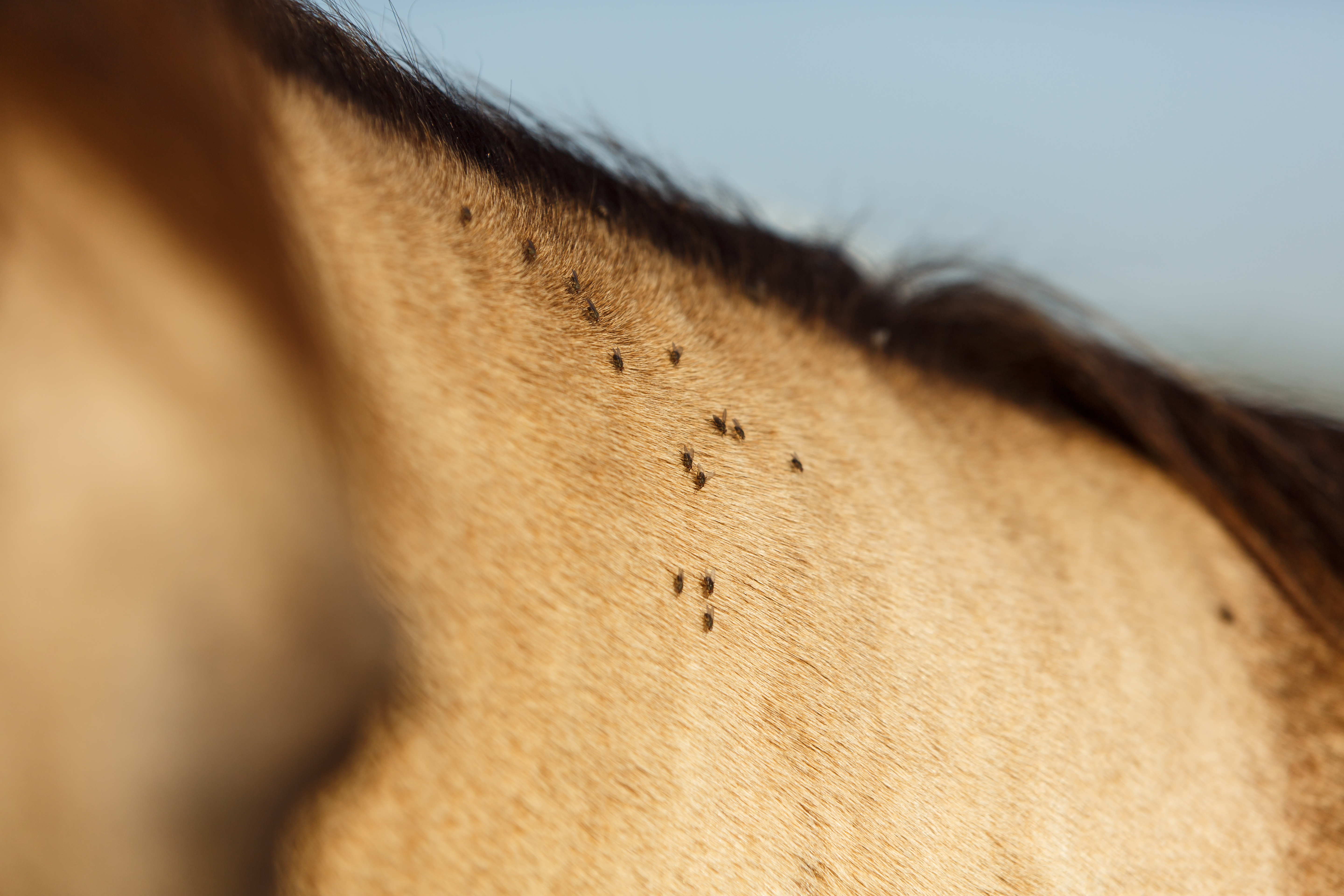 Buckskin Horse with flies on it 