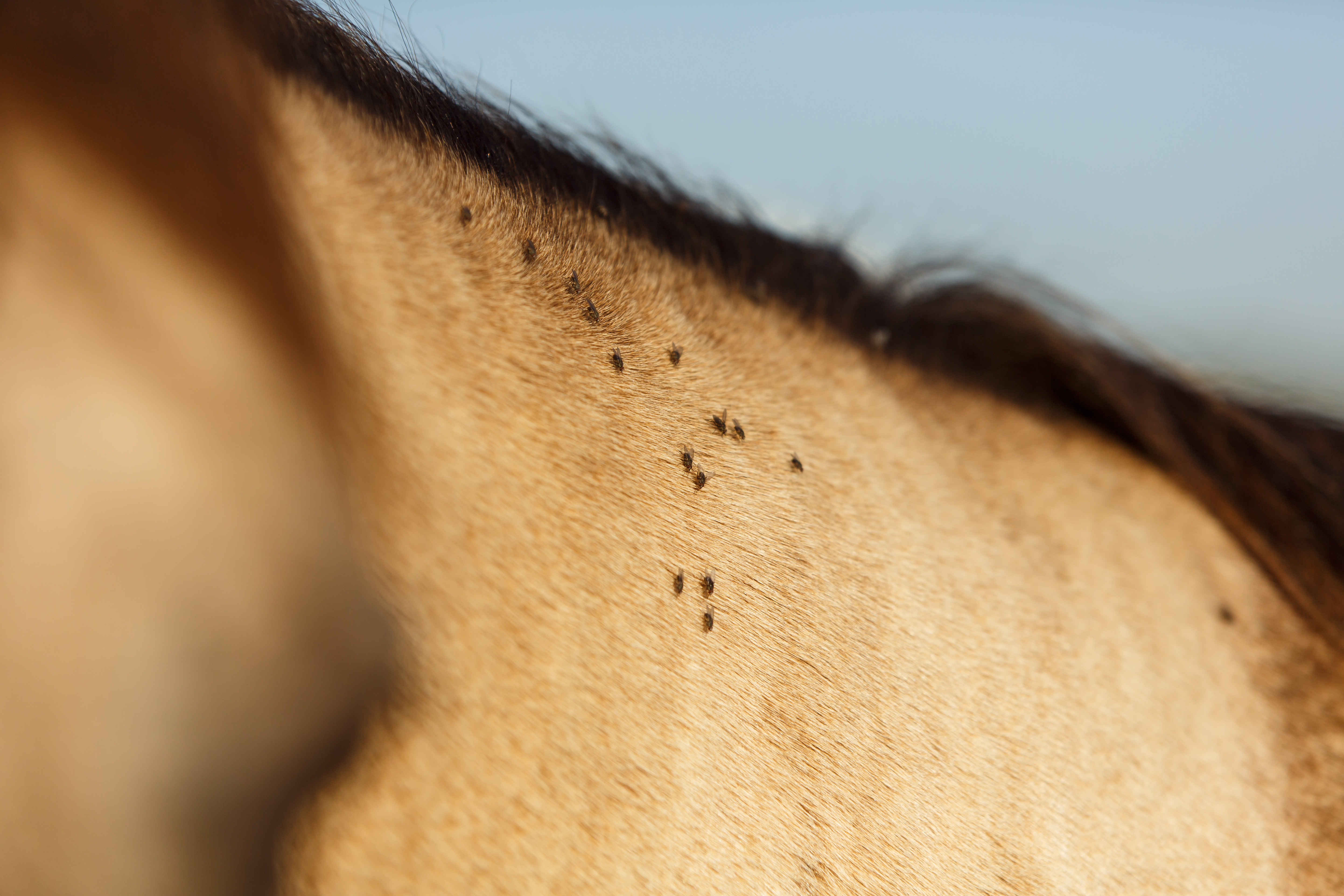 Buckskin Horse with flies on it