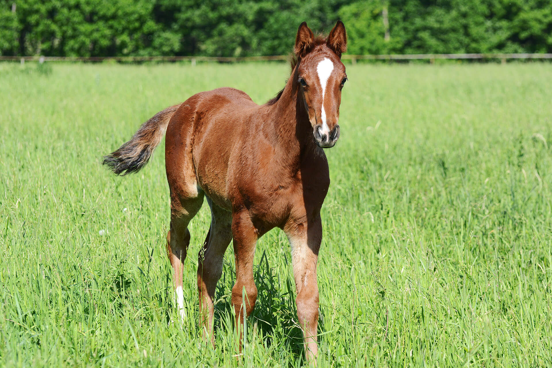 foal in a field