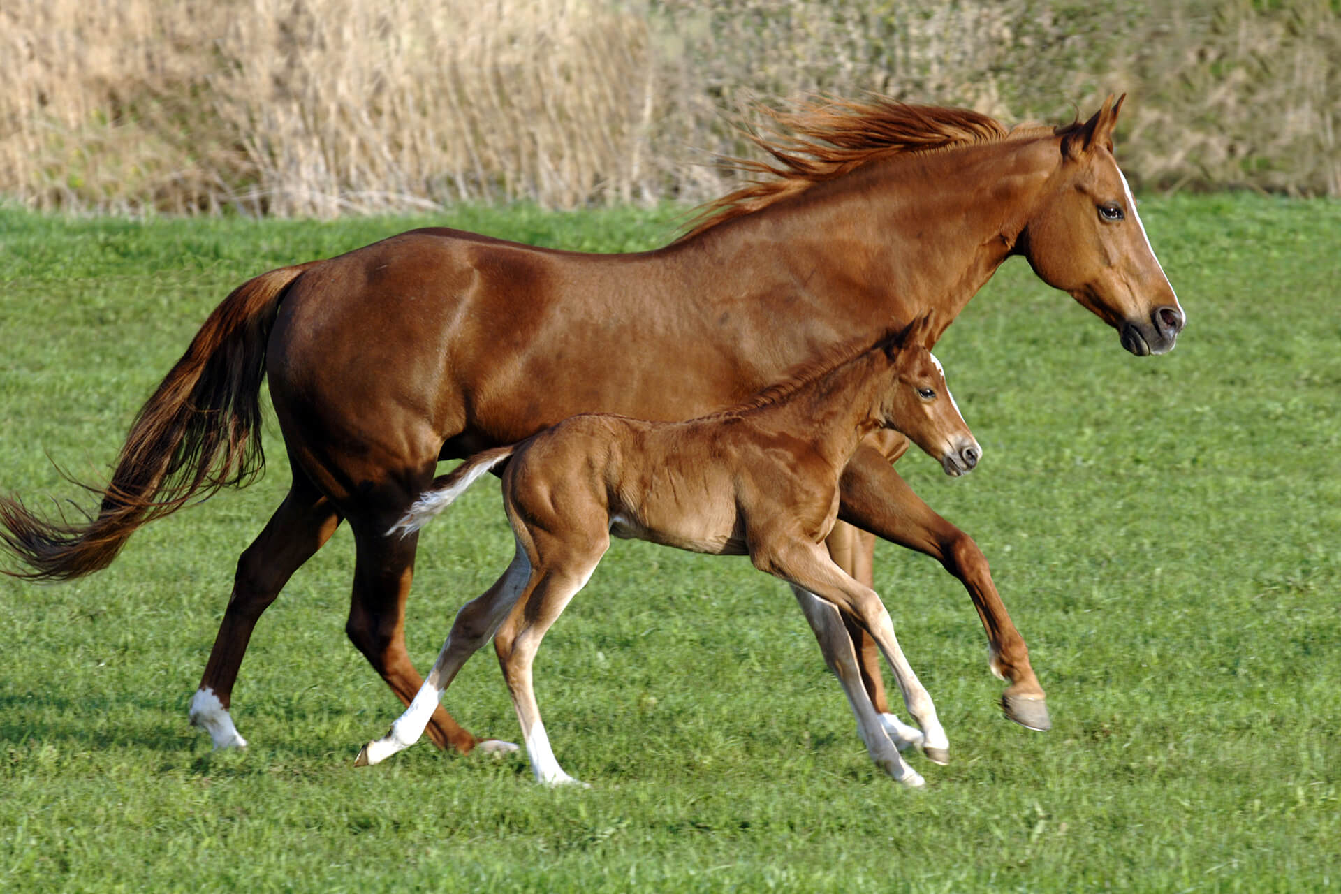 mare and foal in field
