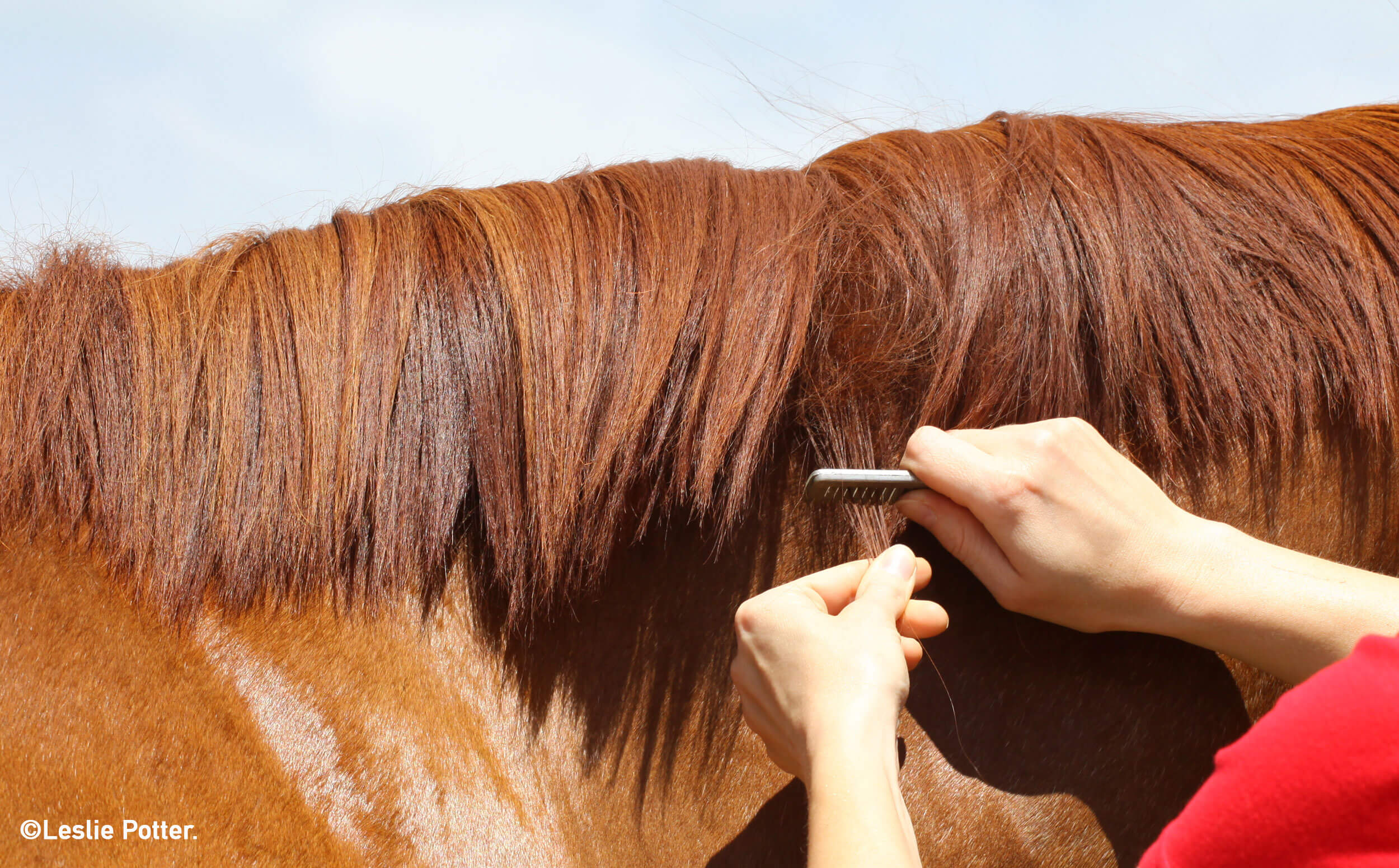 Grooming: Mane Pulling 101, Stable Talk