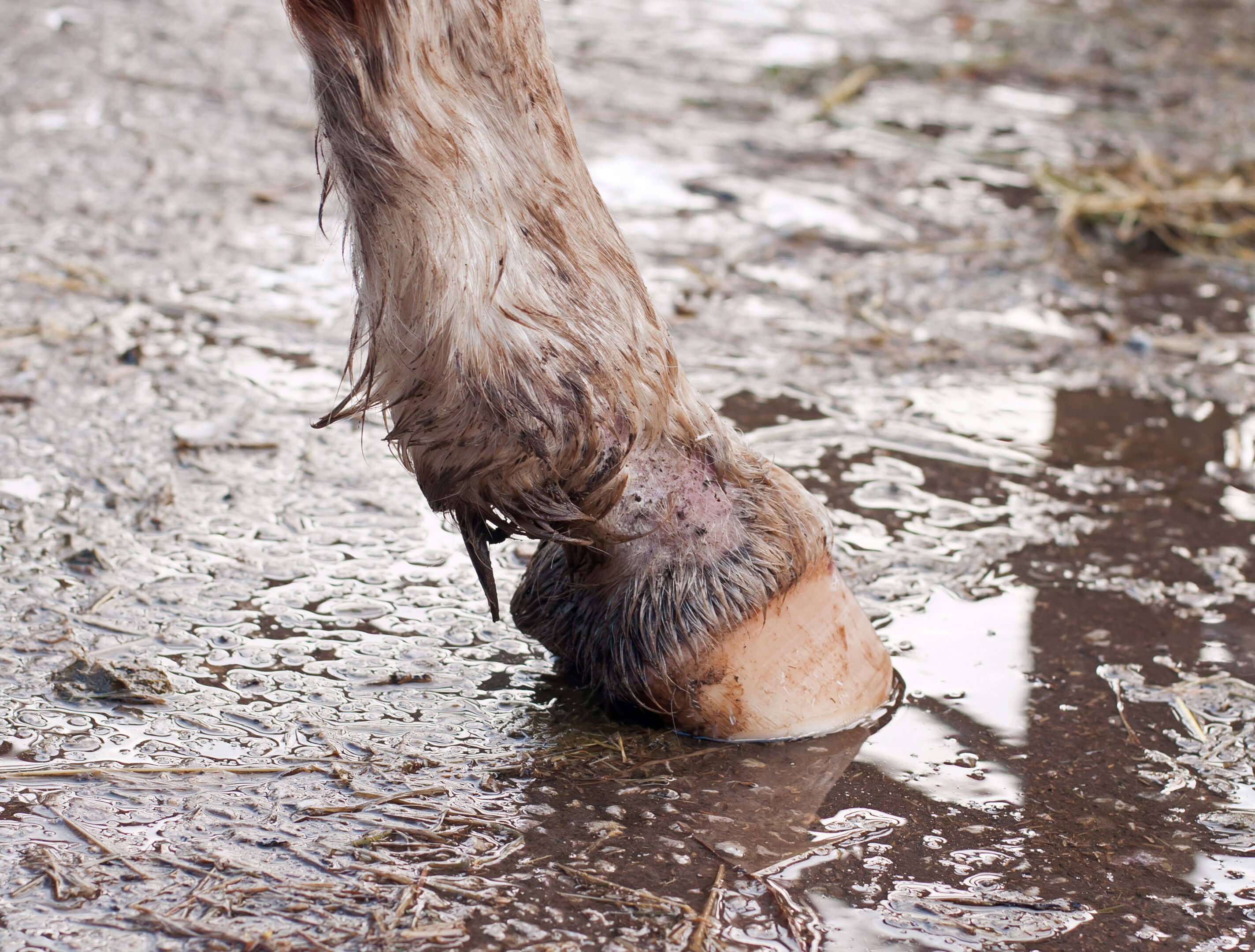 horse hoof in rain puddle
