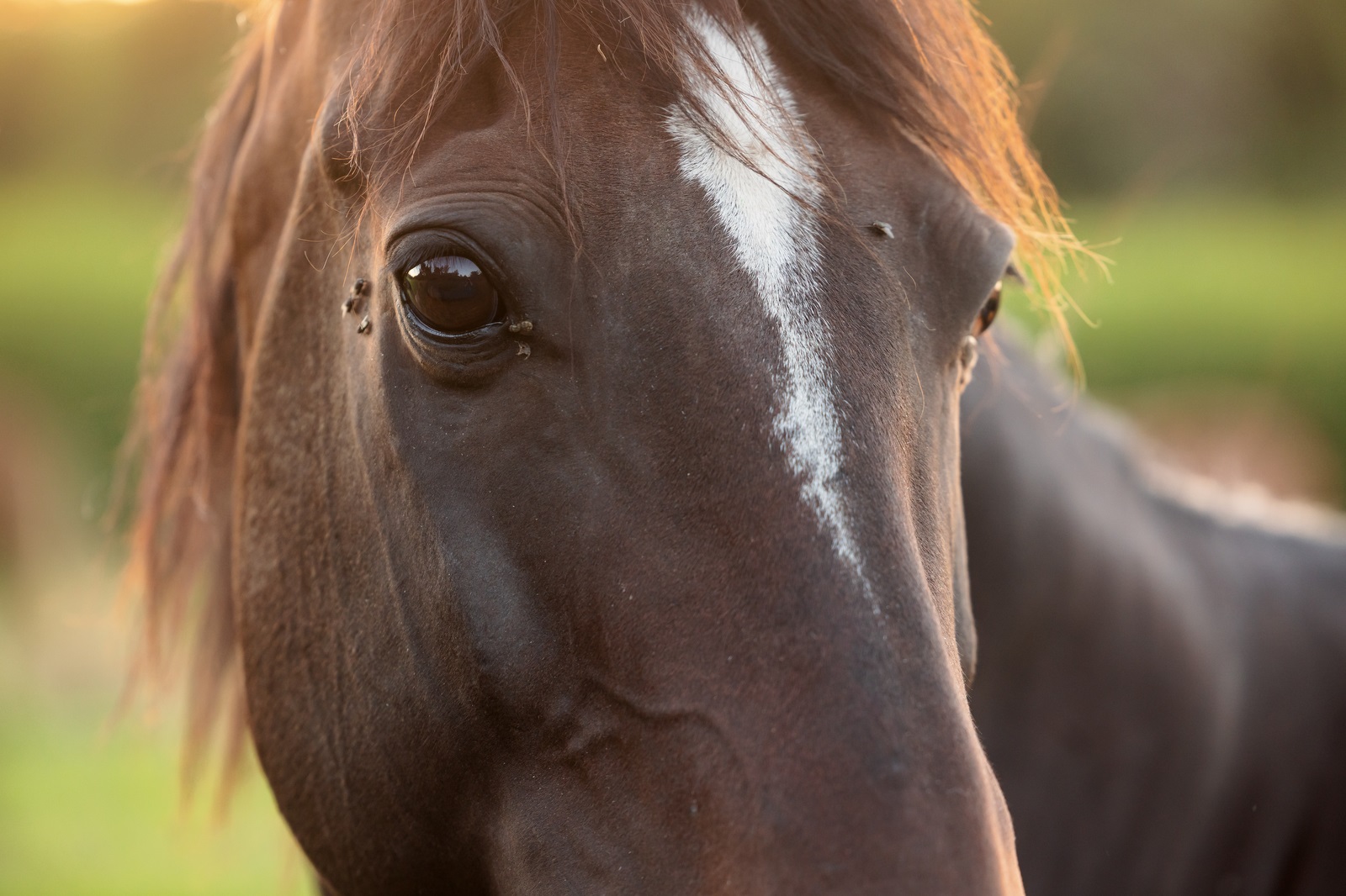 flies feed on facial secretions around the nose and mouth of a horse