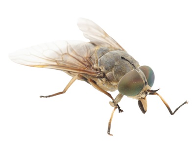 horse fly