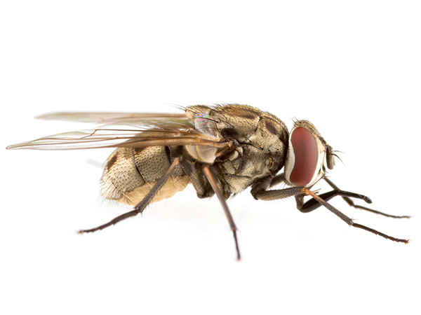 Get to Know the Enemy House Flies Stable Flies and More Stable
