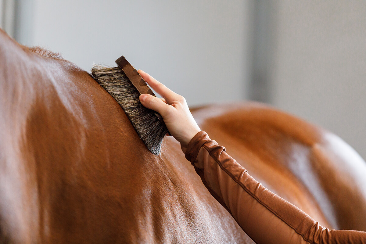 Grooming Tools: What You Need for Effective Horse Grooming