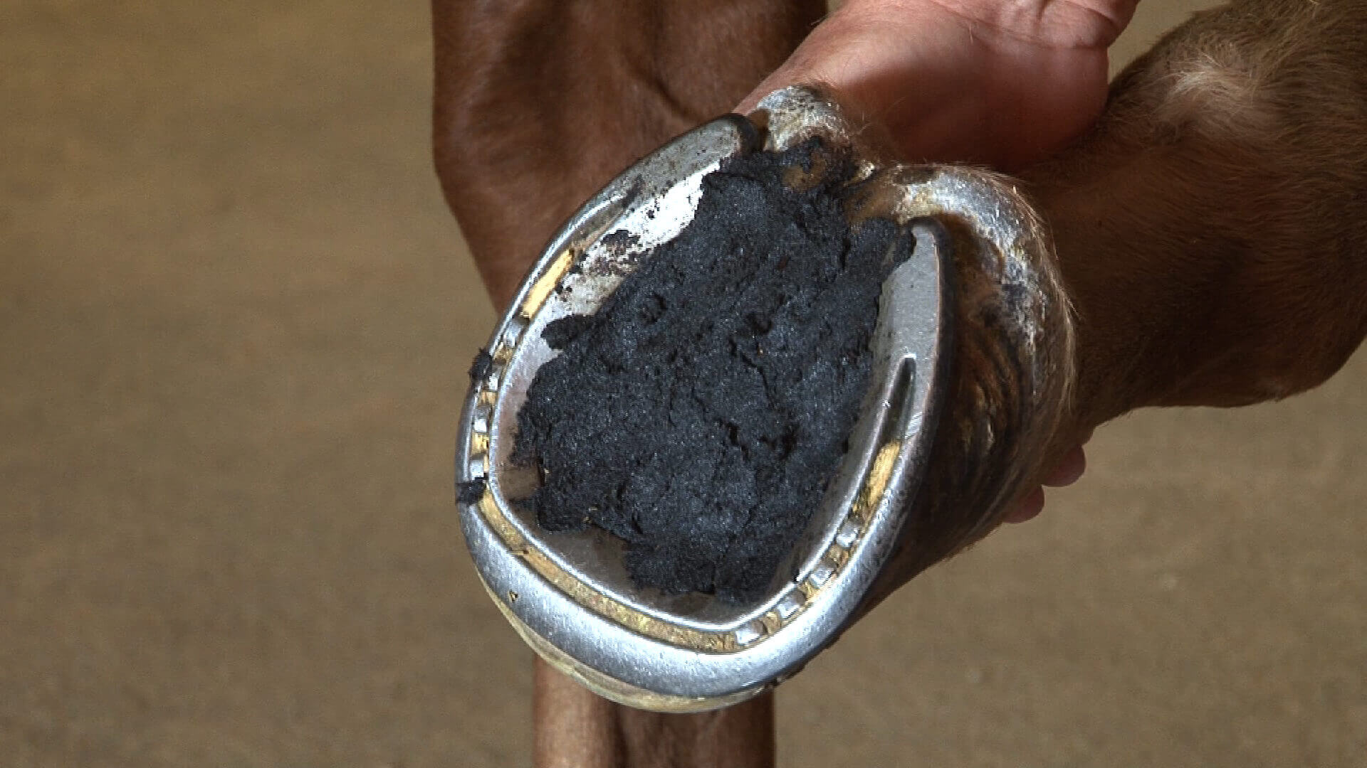packed horse hoof
