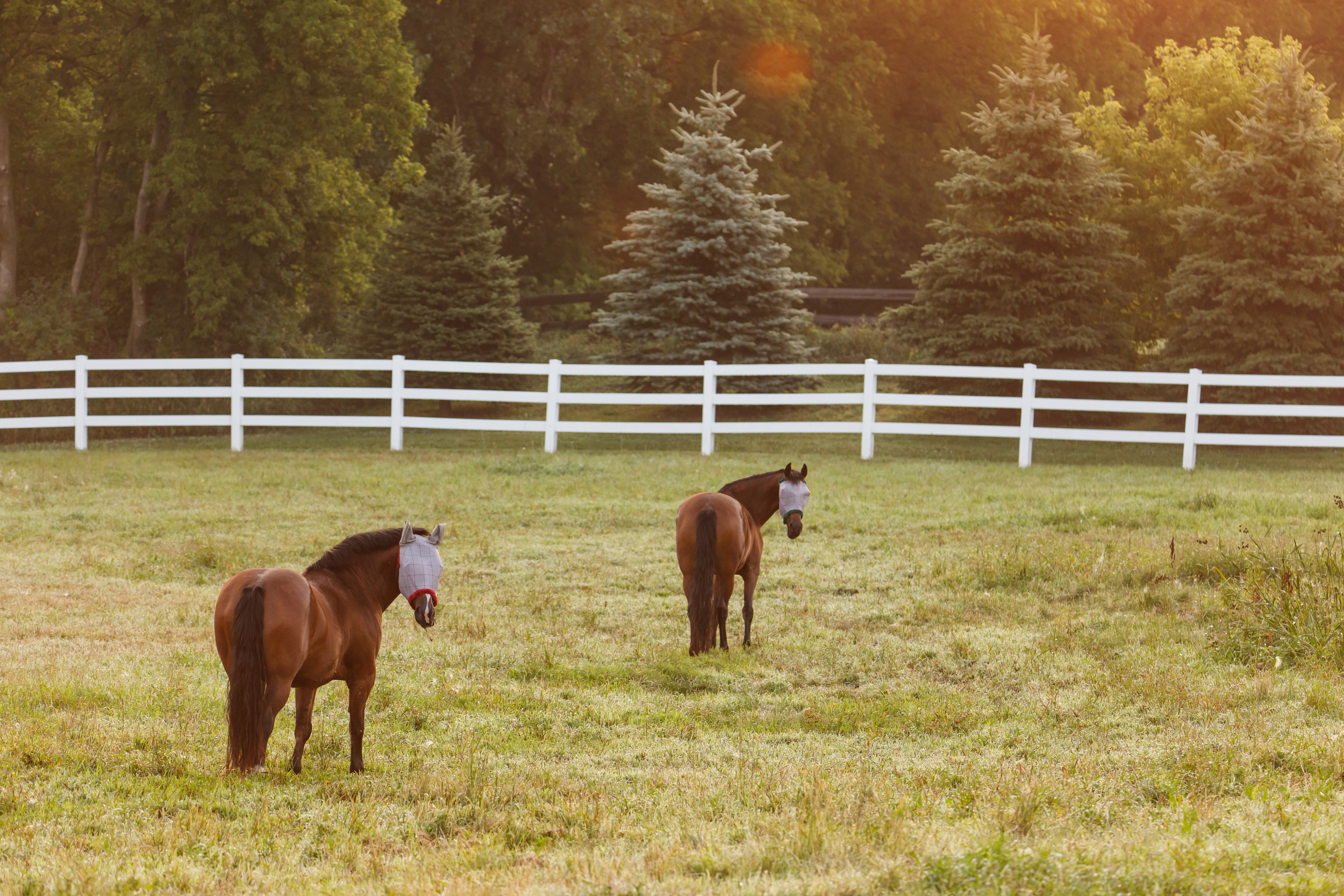 Horses in pasture with fly masks.