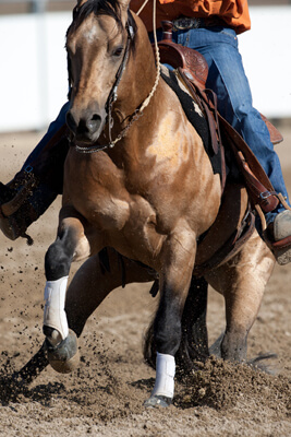horse action shot