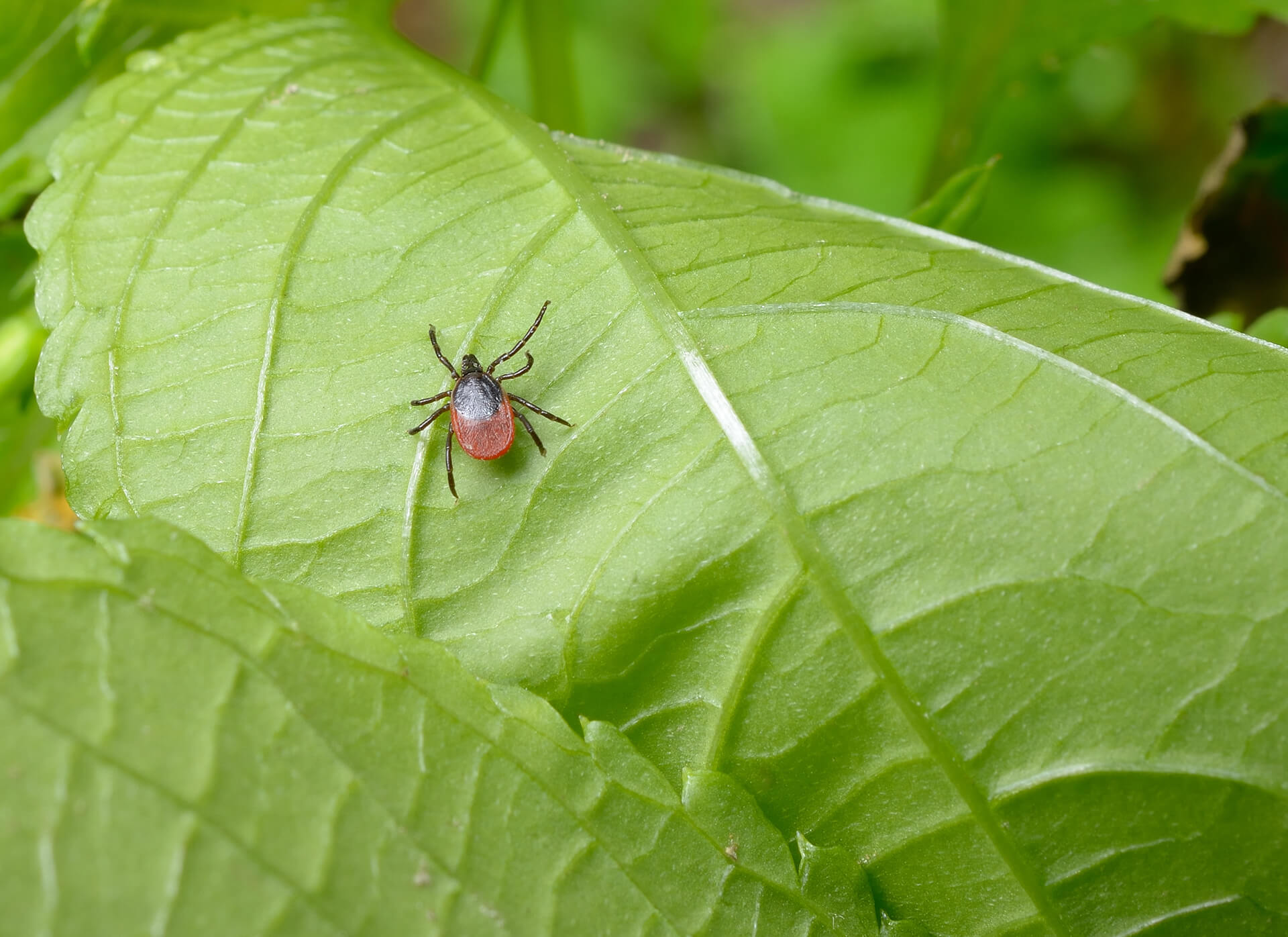 tick on a leaf